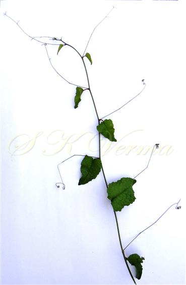  Leafy shoot